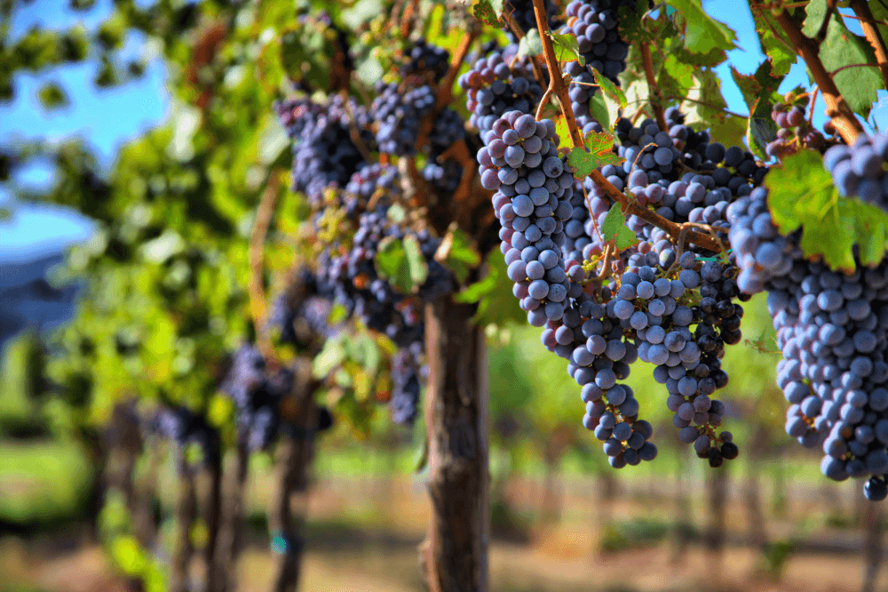 Bunches of grapes growing in a vineyard