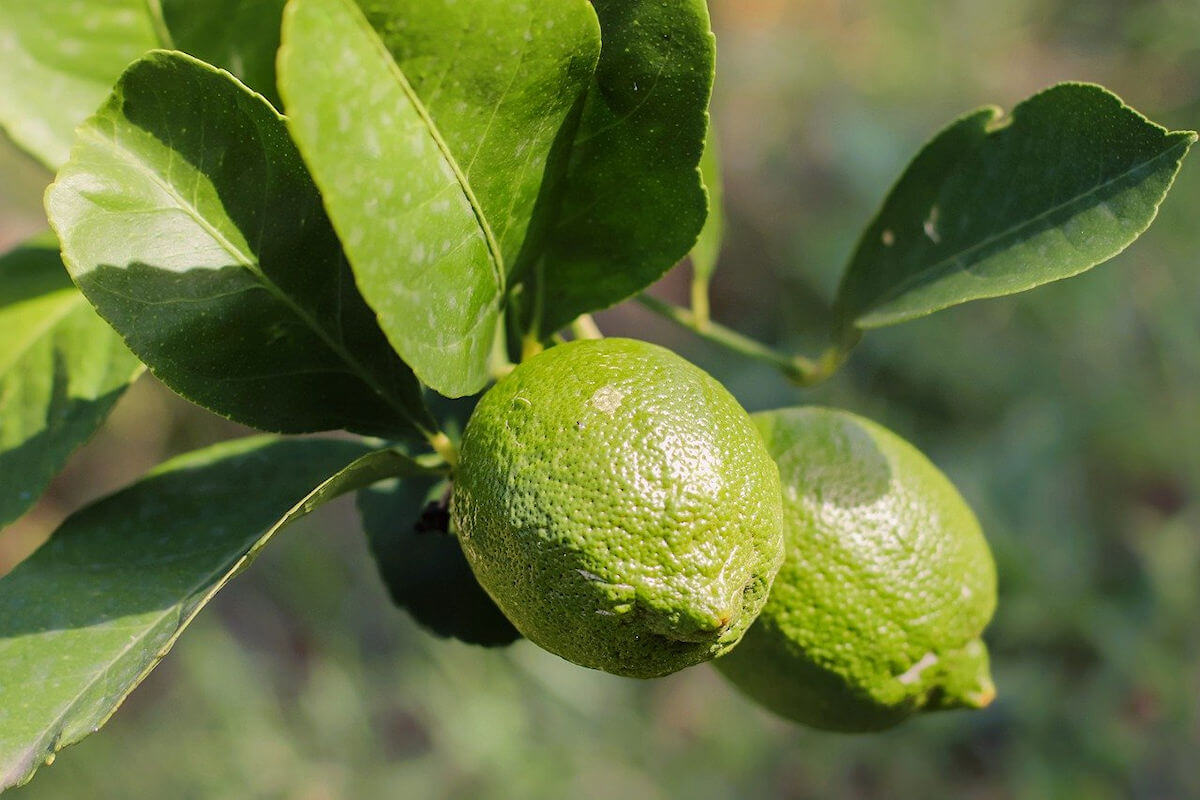 Green limes growing on a lime tree