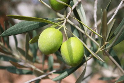 Two green olives hanging on an olive tree branch